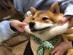 -逗柴咖啡屋·狗咖猫咖宠物桌游