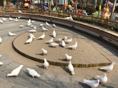 -南宫五洲植物乐园