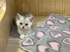 -屋虎猫馆(宝安大仟里店)