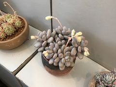 多肉-金陵花卉交易市场