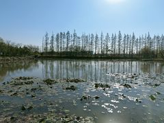 -上海长兴岛郊野公园
