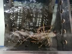 -王记新汕头肠粉炖汤