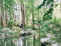 -上海共青森林公园