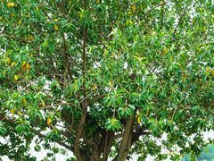 -风云岭森林公园