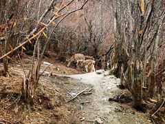 -稻城亚丁风景区-电瓶观光车售票处