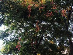 景点-金鸡湖景区