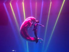 -芜湖新华联大白鲸海洋公园