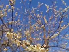 -广州市流溪河国家森林公园