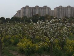 -南汇桃花村