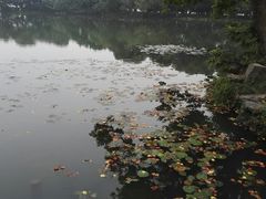 -西湖外事游船(花港观鱼码头)