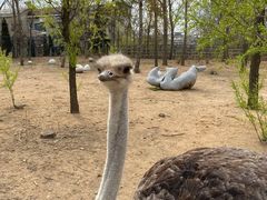 -大连森林动物园