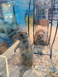-神奇动物撸宠馆·羊驼·小浣熊·异宠(豫园店)