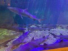 -华夏文旅海洋公园