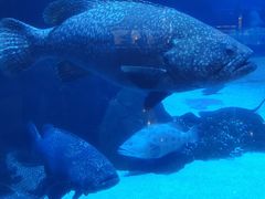 -成都浩海立方海洋公园