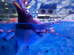 -芜湖新华联大白鲸海洋公园