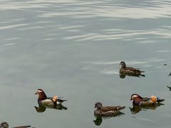 -西湖外事游船(湖滨二公园外事游船码头)