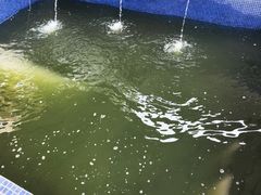 -鸿渡渔庄·特色鸭咀鱼