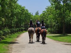 -上海海湾国家森林公园