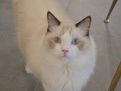 -飞行喵MR PILOT|猫舍·猫咖(静安大融城店)