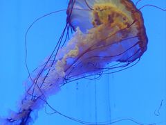 -上海海洋水族馆