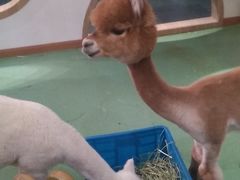 -藦茜花园宠物主题亲子互动体验馆(国顺东路店)