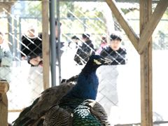 -长白岛森林公园