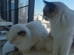 -怪兽屋·羊驼·猫咖·狗咖(俊华广场店)
