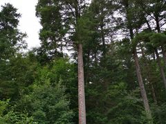 -五营红松林海景区