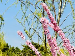 -北京西山国家森林公园