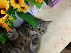 -弘烨 贵州酸汤 鱼火锅(东财店)