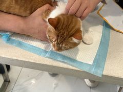 -艾吉宠物医院·疑难杂症转诊中心·猫友好(碧江路院)