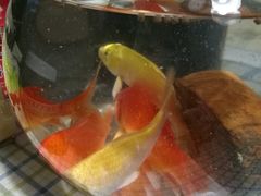-万商花鸟市场