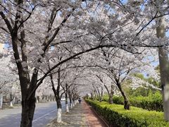 -高东镇樱花园