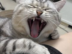 -屋虎猫馆(宝安大仟里店)