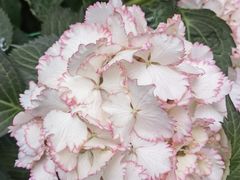 -凤来栖·净庭院·火锅(欧尚店)