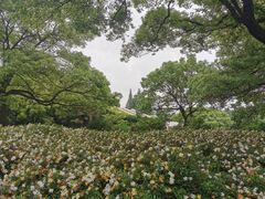 -上海共青森林公园