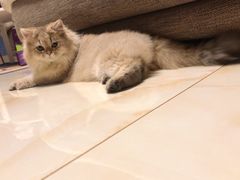 -猫大福·Fortune Cat猫舍(百子湾店)