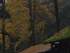 -青城山