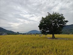 -风云岭森林公园