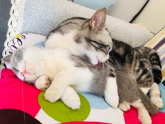 -猫大福·Fortune Cat猫舍(百子湾店)