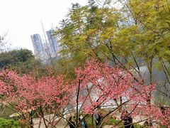 -重庆彩云湖湿地公园