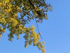 -三里屯东五街银杏大道