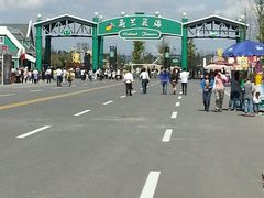 -荷兰花海