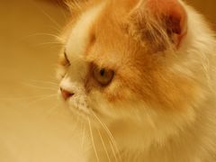 -猫和宫(六道口店)