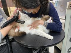 -Oh My Dog宠物沙龙(伊珊娜皮毛护理店)