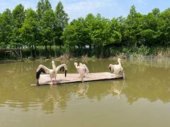 -宁波杭州湾国家湿地公园