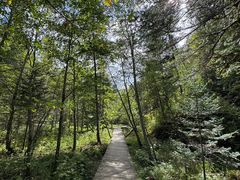 -五营红松林海景区