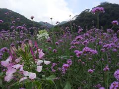 -广州市石门国家森林公园