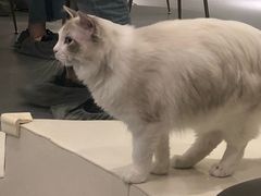 -飞行喵MR PILOT|猫舍·猫咖(静安大融城店)