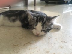 -猫大福·Fortune Cat猫舍(百子湾店)